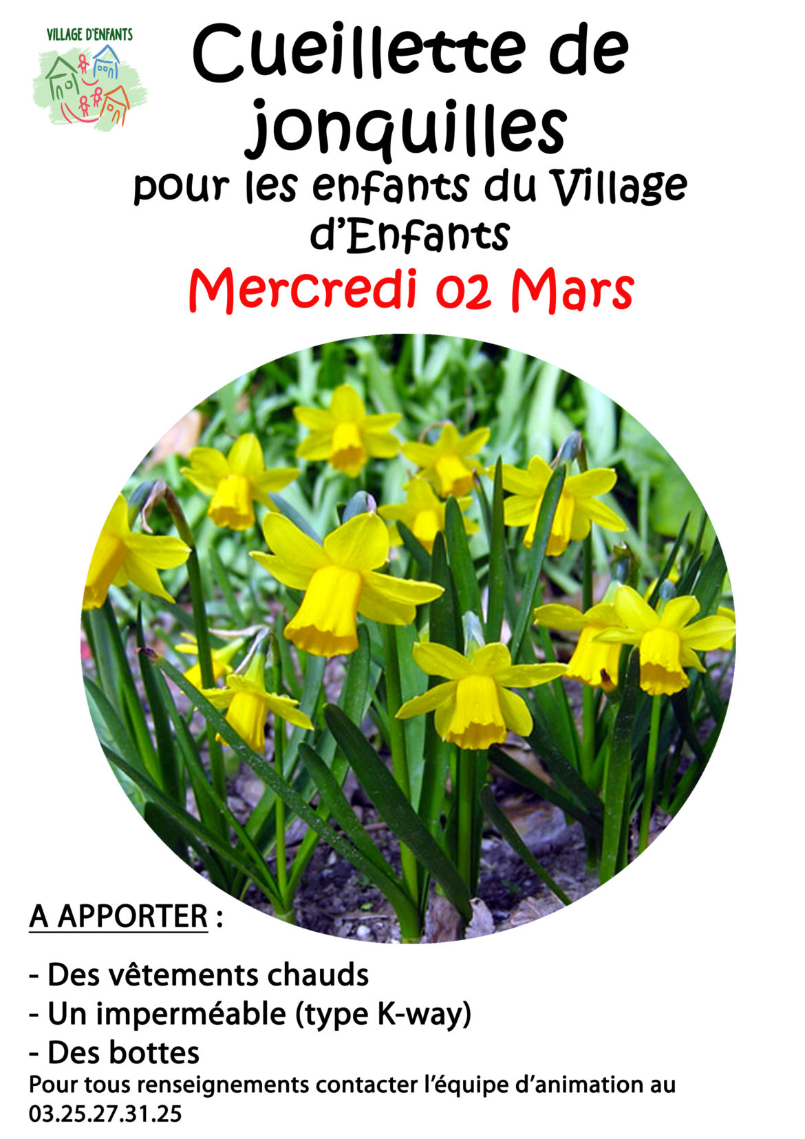 Cueillette des jonquilles.